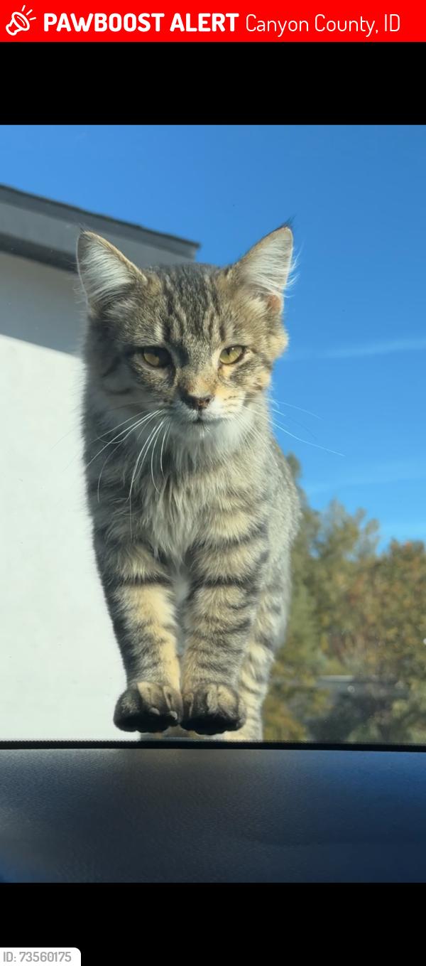 Lost Male Cat last seen In back yard, Canyon County, ID 83686