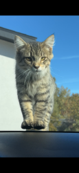 Lost Male Cat last seen In back yard, Canyon County, ID 83686