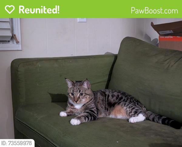 Reunited Male Cat last seen Minoru Dr, Pacheco, CA 94553, USA, Pacheco, CA 94553