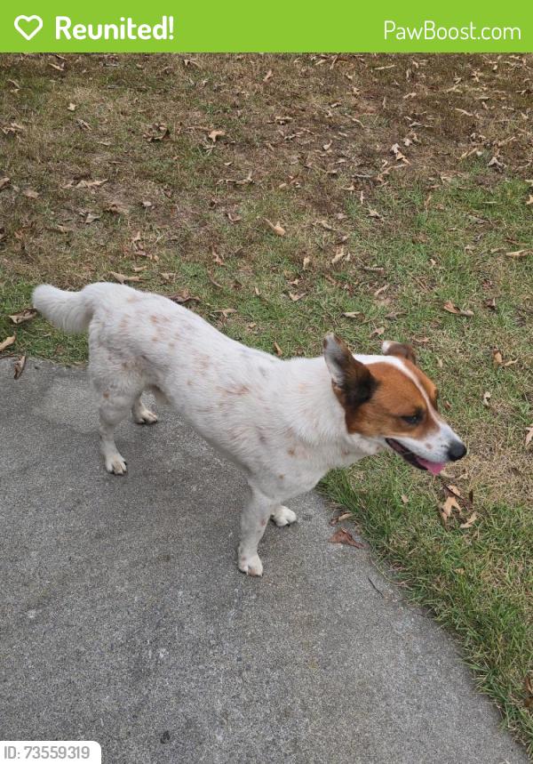 Reunited Male Dog last seen Colard valley rd, Aragon, GA 30104