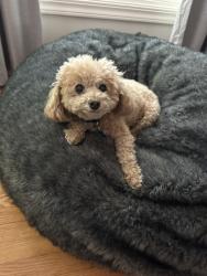 Reunited Male Dog last seen Markham way and Riverside Blvd., Sacramento, CA 95818