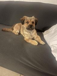 Reunited Male Dog last seen Near Stanton hill rd Castro valley, Castro Valley, CA 94546