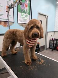 Reunited Male Dog last seen Hamilton mill with bart jhonson, Buford, GA 30519