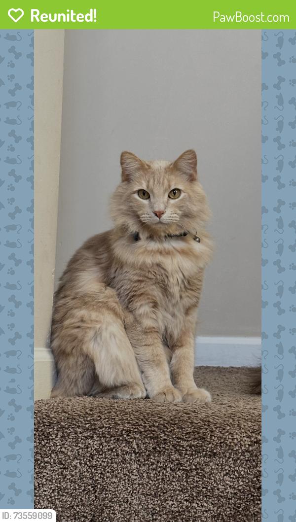 Reunited Male Cat last seen Walker Ct., Waxahachie, TX 75167