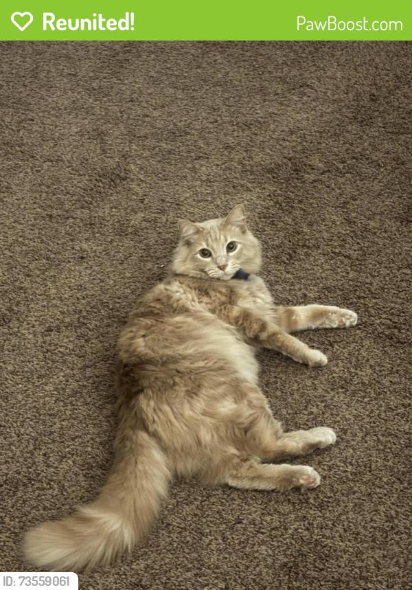 Reunited Male Cat last seen Walker ct north, Waxahachie, TX 75167