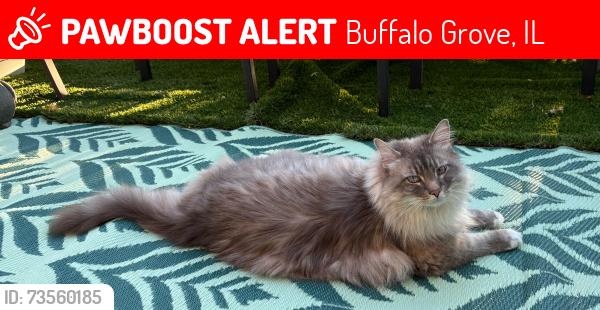 Lost Male Cat last seen Indian creek dr, Buffalo Grove, IL 60089