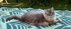 Lost Male Cat last seen Indian creek dr, Buffalo Grove, IL 60089