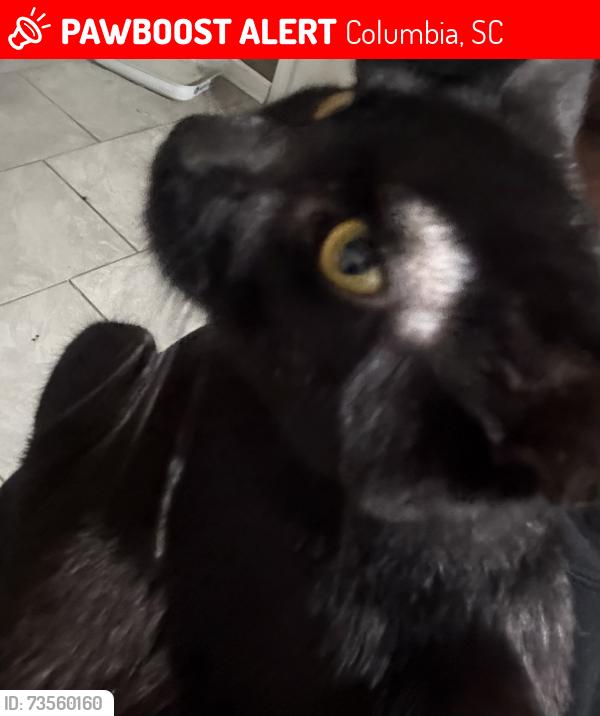 Lost Male Cat last seen Near st Andrews rd, Columbia, SC 29210