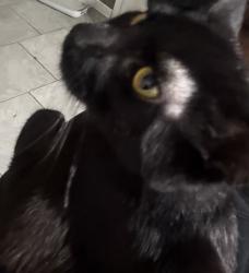 Lost Male Cat last seen Near st Andrews rd, Columbia, SC 29210