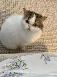 Lost Male Cat last seen Ashburn heights dr, Ashburn, VA 20148