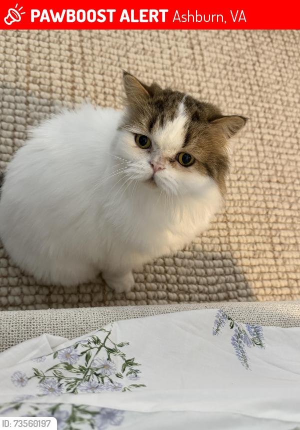Lost Male Cat last seen Ashburn heights dr, Ashburn, VA 20148