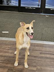 Found/Stray Male Dog last seen Preston and Red Bluff, Pasadena, TX 77506