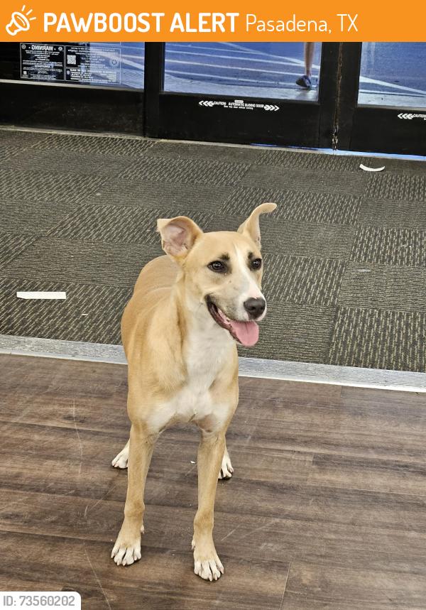 Found/Stray Male Dog last seen Preston and Red Bluff, Pasadena, TX 77506