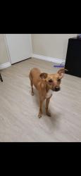 Lost Female Dog last seen Annapolis cir and Salem cr, San Bernardino, CA 92408