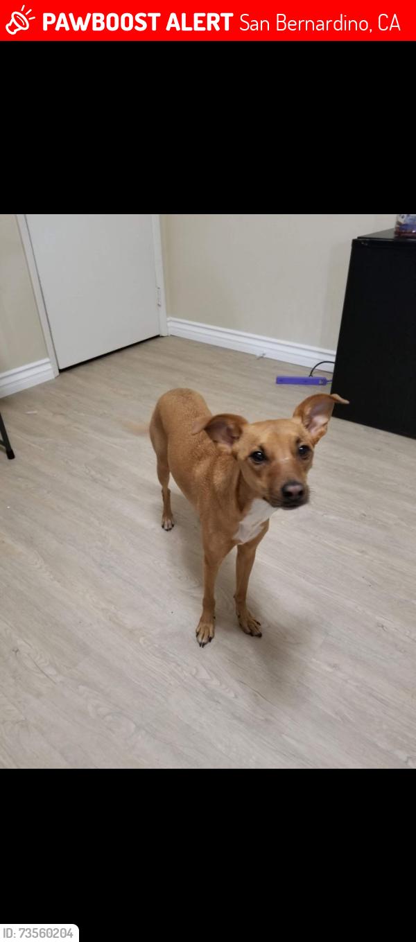 Lost Female Dog last seen Annapolis cir and Salem cr, San Bernardino, CA 92408