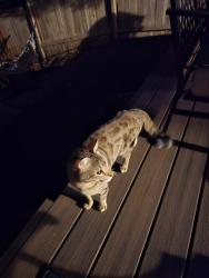 Found/Stray Female Cat last seen Near S 1950 E Apt 6, Cottonwood Heights, UT 84121