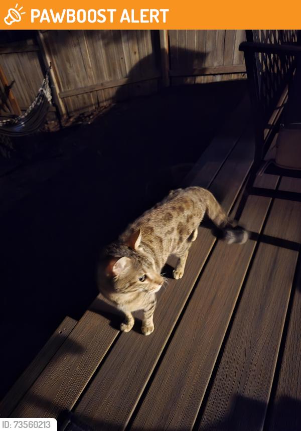 Found/Stray Female Cat last seen Near S 1950 E Apt 6, Cottonwood Heights, UT 84121