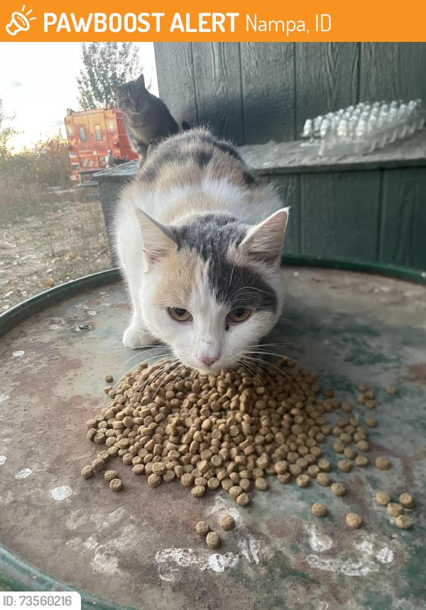 Found/Stray Female Cat last seen Amity and Robinson, Nampa, ID 83687