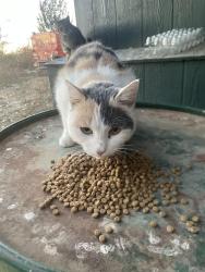 Found/Stray Female Cat last seen Amity and Robinson, Nampa, ID 83687