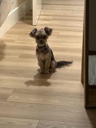 Lost Female Dog last seen Florence, Santa Fe Springs, CA 90670