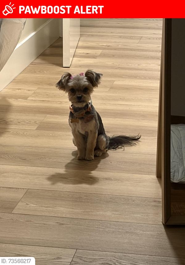 Lost Female Dog last seen Florence, Santa Fe Springs, CA 90670