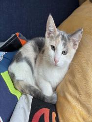 Shelter Stray Female Cat last seen 22ND ST & JOHN STILL DR, 2127 Front St, Sacramento, CA 95818, USA