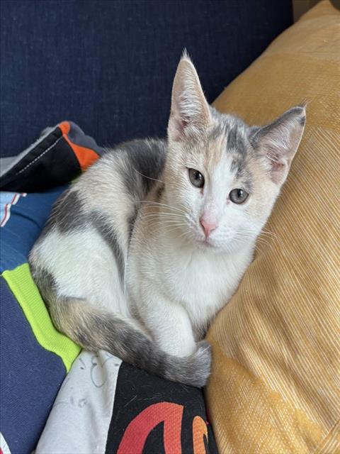 Shelter Stray Female Cat last seen 22ND ST & JOHN STILL DR, 2127 Front St, Sacramento, CA 95818, USA
