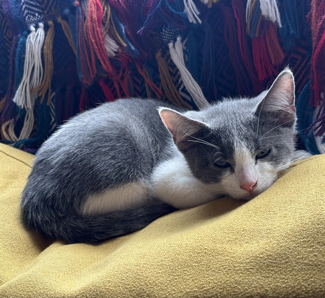 Shelter Stray Male Cat last seen 22ND ST & JOHN STILL DR, 2127 Front St, Sacramento, CA 95818, USA