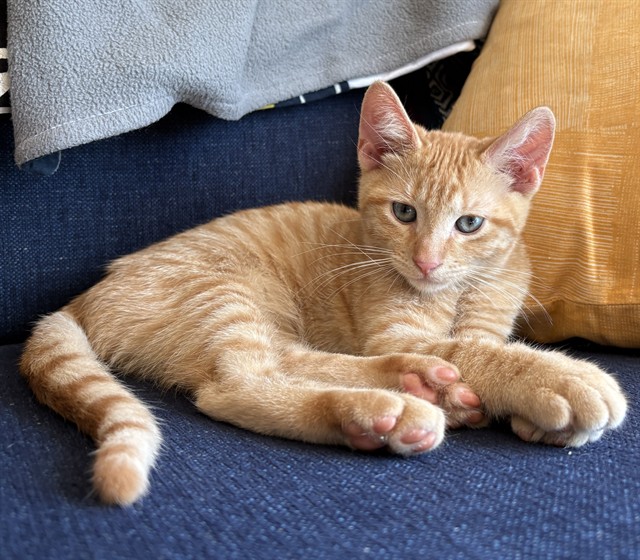 Shelter Stray Male Cat last seen 22ND ST & JOHN STILL DR, 2127 Front St, Sacramento, CA 95818, USA