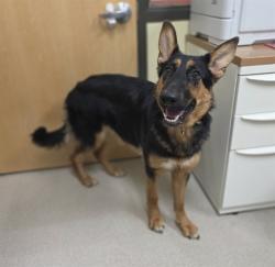Shelter Stray Female Dog last seen Near BLOCK N PECOS ST, DENVER, CO 80211-2655, UNITED STATES, 1241 W Bayaud Ave, Denver, CO 80223, USA