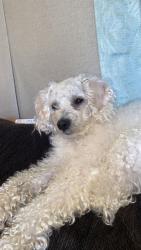 Reunited Male Dog last seen Valley View Hwy, Sequatchie, TN 37374