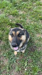 Reunited Male Dog last seen Airline store, Bowersville, GA 30516