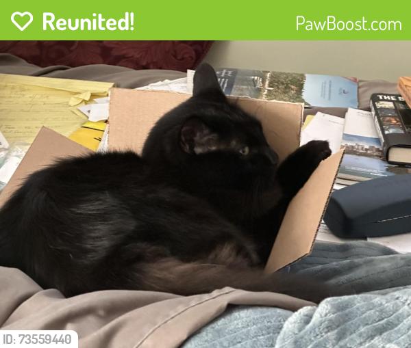 Reunited Male Cat last seen Hart and matilija, Los Angeles, CA 91405