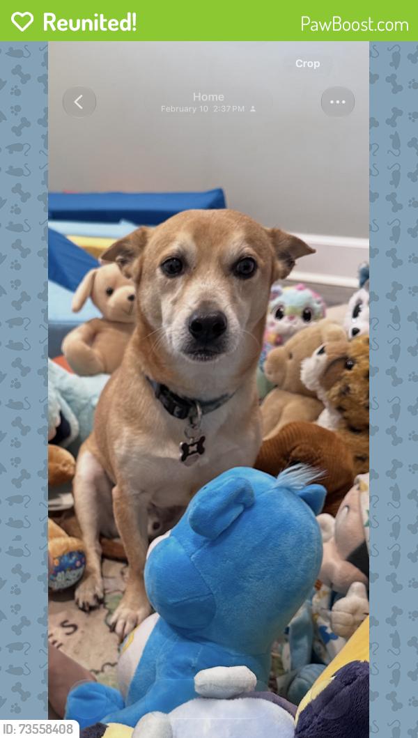 Reunited Male Dog last seen Archer and SW 143rd street, Archer, FL 32618