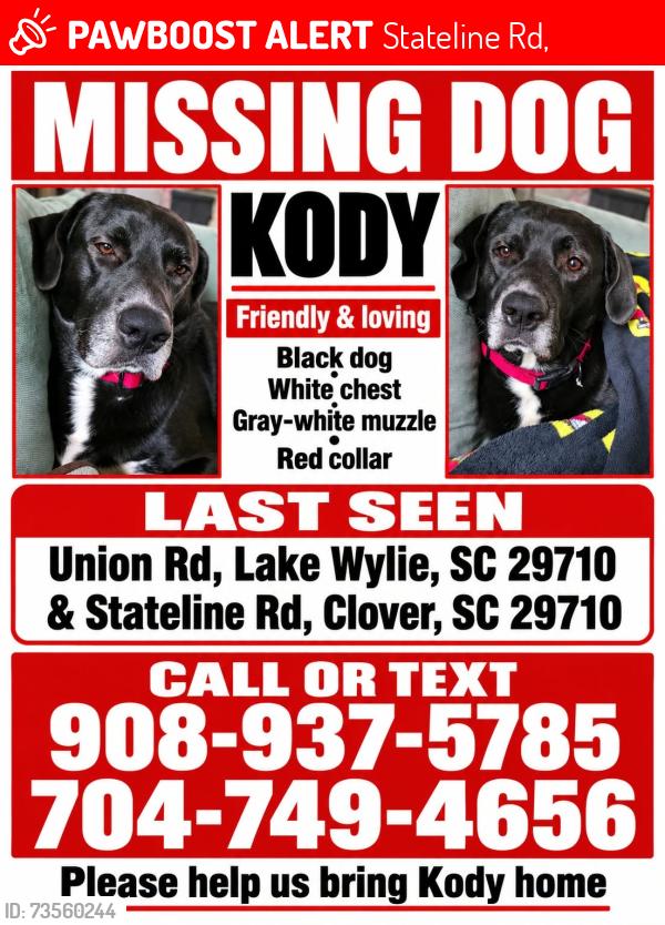 Lost Male Dog last seen Stateline rd, Stateline Rd,  29710