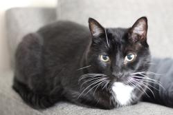 Reunited Male Cat last seen Eskew dr. Casey lane, Columbia, TN 38401