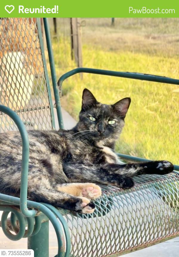 Reunited Female Cat last seen Rolling Creek Ranch and Matlock Rd, Granbury, TX 76049
