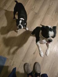 Reunited Female Dog last seen Lone Eagle and white Settlement rd, Fort Worth, TX 76108