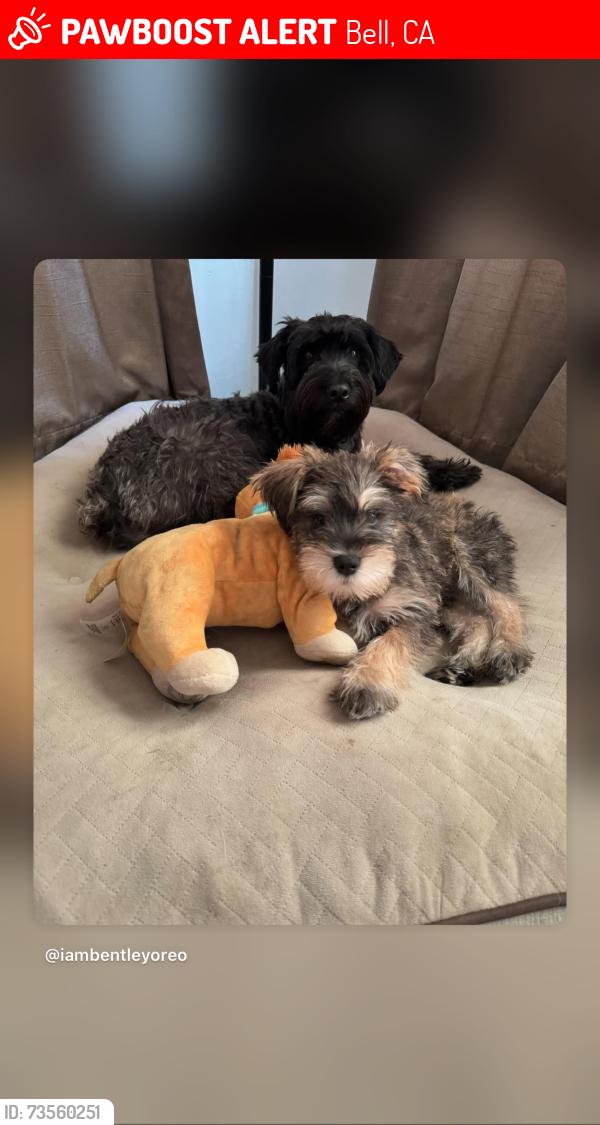 Lost Male Dog last seen Near Chanslor Ave, Bell, CA 90201
