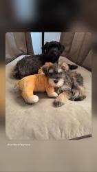 Lost Male Dog last seen Near Chanslor Ave, Bell, CA 90201