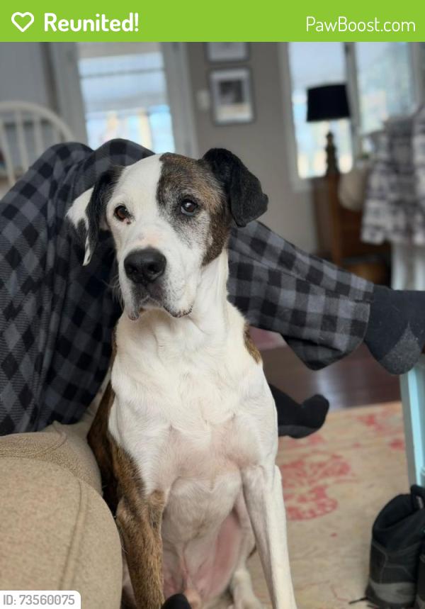 Reunited Male Dog last seen Near Tisdale Drive, Lexington, KY 40503