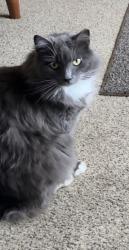 Reunited Female Cat last seen Dry gap, Stratford park, Knoxville, TN 37912