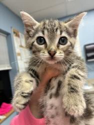 Shelter Stray Female Cat last seen Walmart on 9th, Benton County, OR, 398 SW Twin Oaks Cir, Corvallis, OR 97333, USA