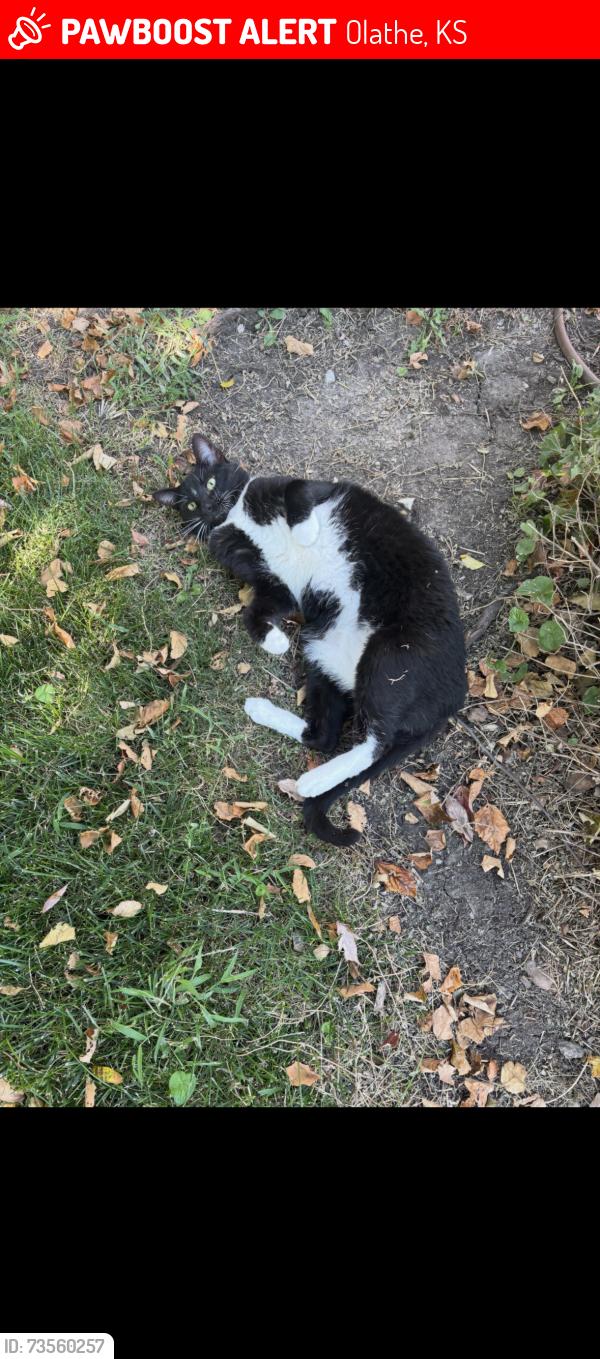 Lost Male Cat last seen 146th and Blackbob, Olathe, KS 66062