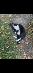 Lost Male Cat last seen 146th and Blackbob, Olathe, KS 66062