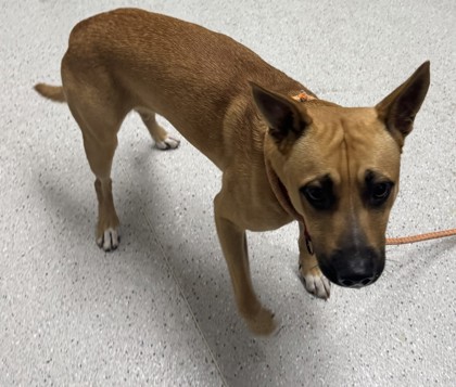 Shelter Stray Male Dog last seen Lake Merrit and 19th, Oakland, CA, 1101 29th Ave, Oakland, CA 94601, USA