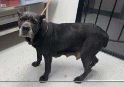 Shelter Stray Female Dog last seen Near Blaine St, Oakland, CA, 1101 29th Ave, Oakland, CA 94601, USA