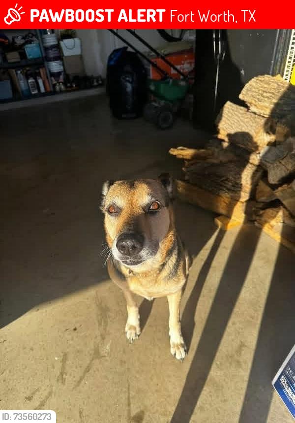 Lost Female Dog last seen Wedgewood Middle School, Fort Worth, TX 76133