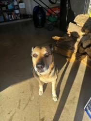 Lost Female Dog last seen Wedgewood Middle School, Fort Worth, TX 76133