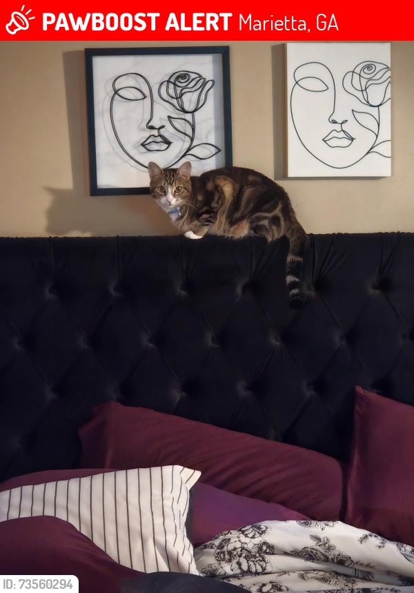 Lost Male Cat last seen Marietta Coffee Company, Marietta, GA 30062
